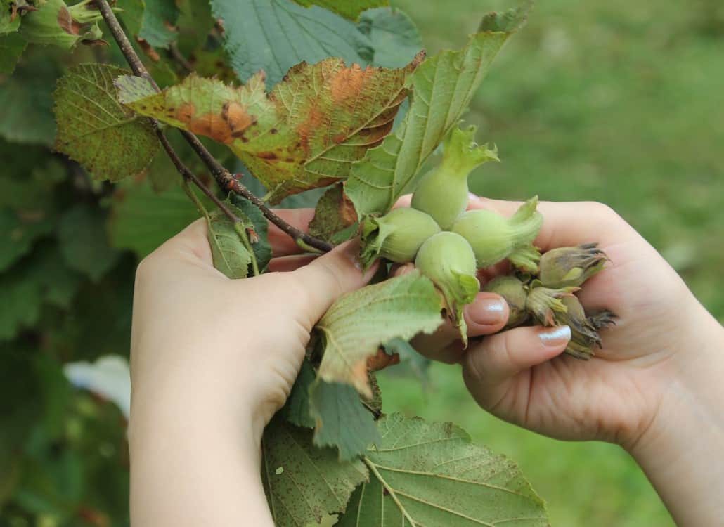 2023 AUGUST INTERIM MARKET REPORT - Arslantürk | Turkish Hazelnut ...
