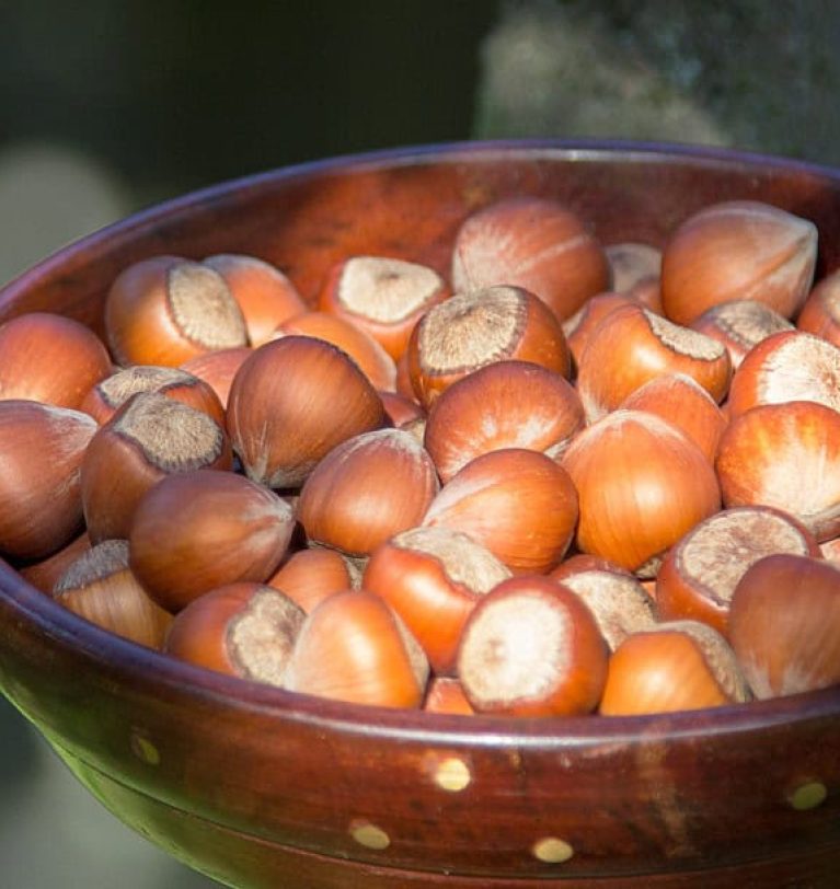 2025 JUNE HAZELNUT MARKET REPORT